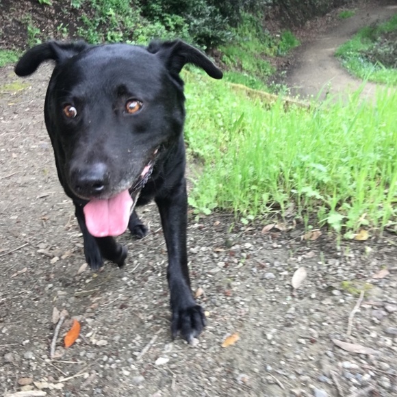 Meet your Posher, Edgar - Picture 3 of 4